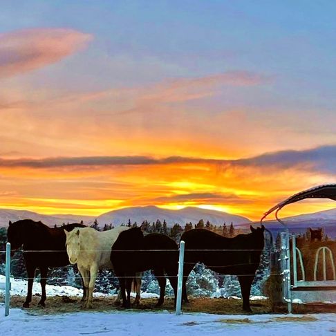 Vinter med solnedgång över hästmaten